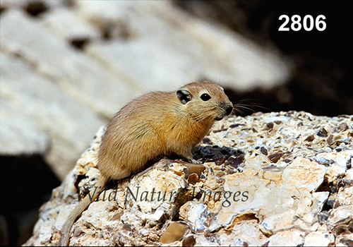 Sand Rat (Psammomys obesus)