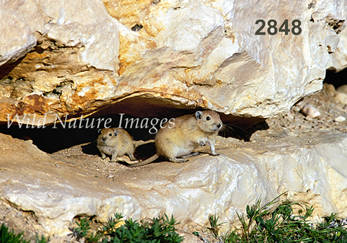Sand Rat (Psammomys obesus)