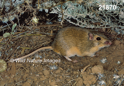 Chaetodipus-hispidus hispid-pocket-mouse