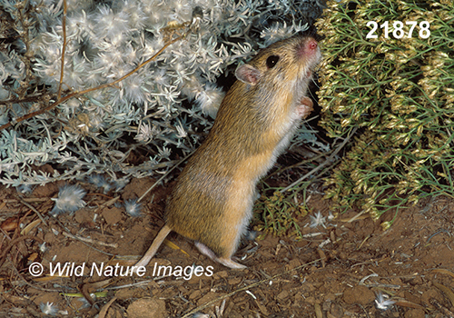 Chaetodipus-hispidus hispid-pocket-mouse