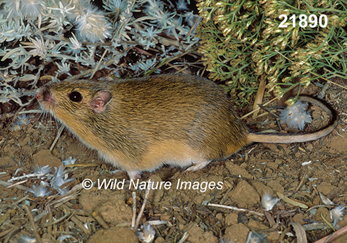 Chaetodipus-hispidus hispid-pocket-mouse