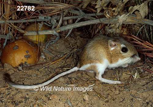 Dipodomys-ordii Ord's-Kangaroo-Rat
