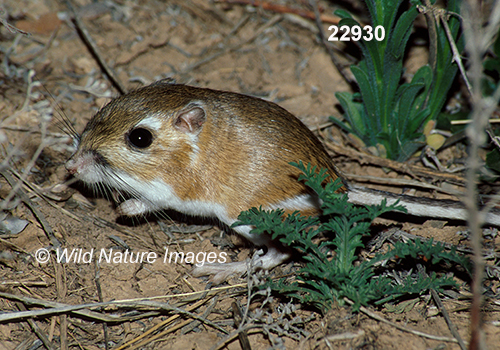 Dipodomys-ordii Ord's-Kangaroo-Rat