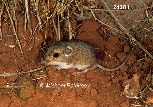Perognathus-flavus silky-pocket-mouse