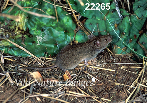 Baiomys-taylori northern-pygmy-mouse