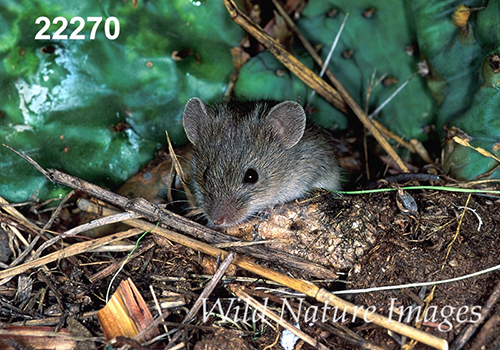 Baiomys-taylori northern-pygmy-mouse