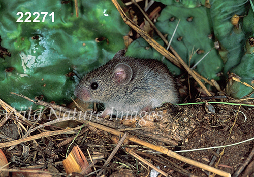 Baiomys-taylori northern-pygmy-mouse