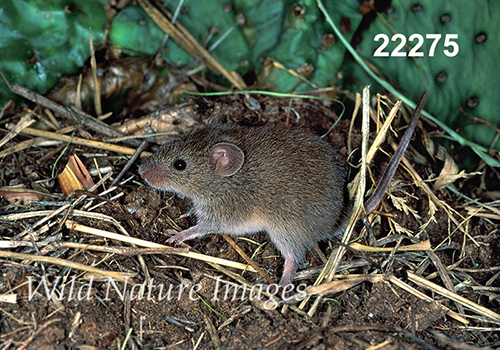 Baiomys-taylori northern-pygmy-mouse