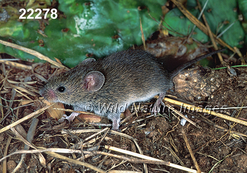 Baiomys-taylori northern-pygmy-mouse