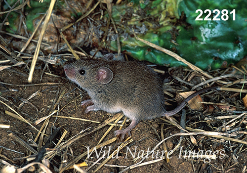 Baiomys-taylori northern-pygmy-mouse