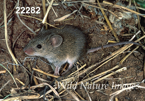 Baiomys-taylori northern-pygmy-mouse