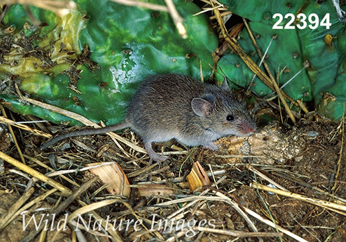 Baiomys-taylori northern-pygmy-mouse