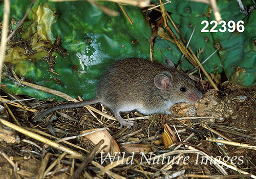 Baiomys-taylori northern-pygmy-mouse