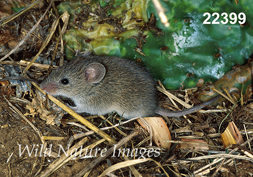 Baiomys-taylori northern-pygmy-mouse