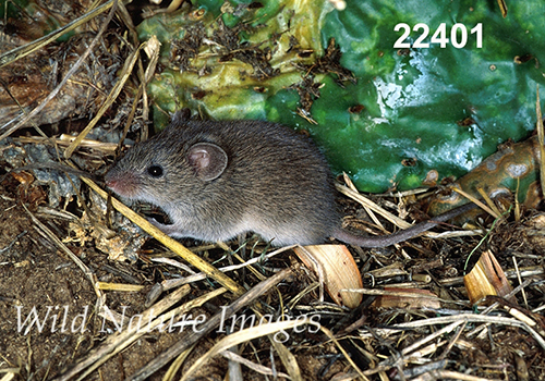 Baiomys-taylori northern-pygmy-mouse