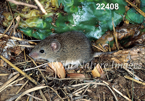 Baiomys-taylori northern-pygmy-mouse