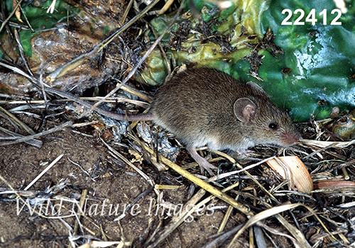 Baiomys-taylori northern-pygmy-mouse