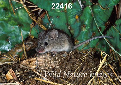 Baiomys-taylori northern-pygmy-mouse