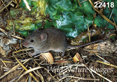 Baiomys-taylori northern-pygmy-mouse