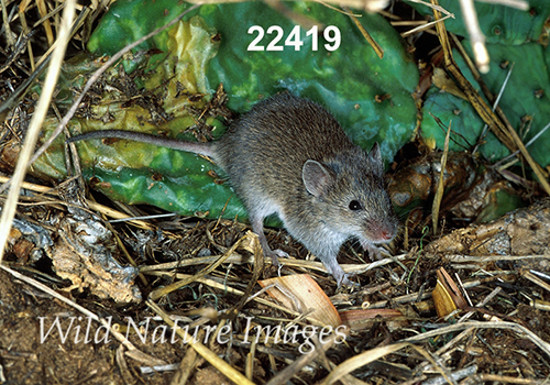 Baiomys-taylori northern-pygmy-mouse