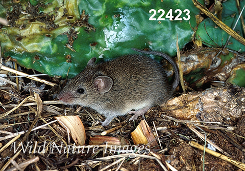 Baiomys-taylori northern-pygmy-mouse