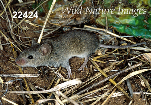 Baiomys-taylori northern-pygmy-mouse