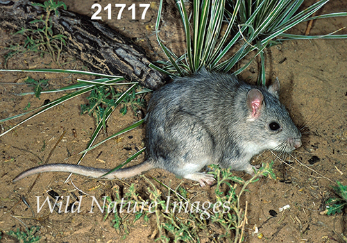 Neotoma-micropus Southern-Plains-Woodrat