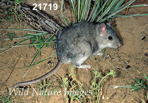 Neotoma-micropus Southern-Plains-Woodrat