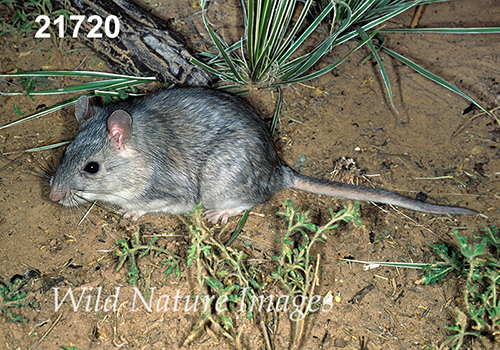 Neotoma-micropus Southern-Plains-Woodrat