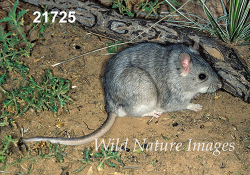 Neotoma-micropus Southern-Plains-Woodrat