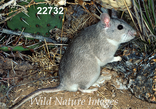 Neotoma-micropus Southern-Plains-Woodrat