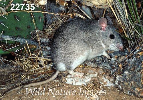 Neotoma-micropus Southern-Plains-Woodrat