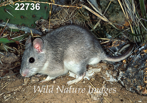Neotoma-micropus Southern-Plains-Woodrat