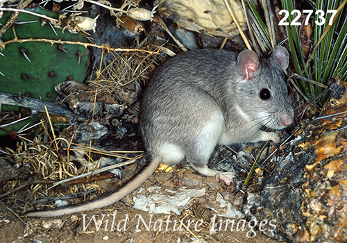 Neotoma-micropus Southern-Plains-Woodrat