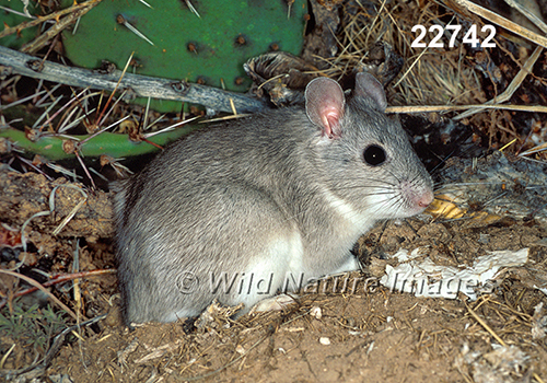 Neotoma-micropus Southern-Plains-Woodrat