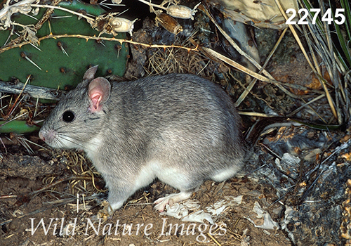 Neotoma-micropus Southern-Plains-Woodrat