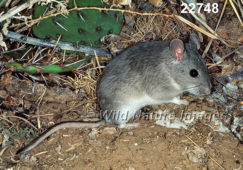 Neotoma-micropus Southern-Plains-Woodrat