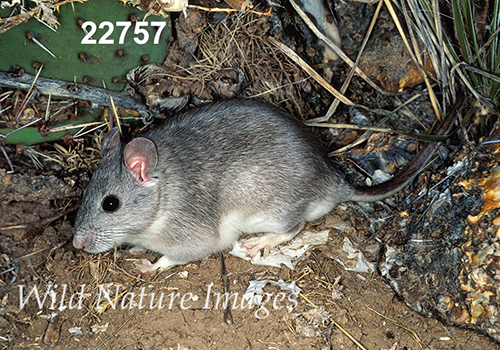 Neotoma-micropus Southern-Plains-Woodrat