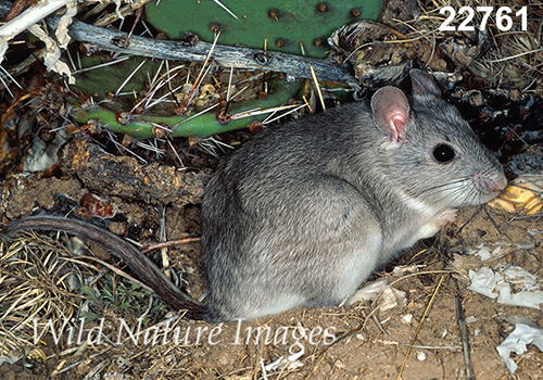 Neotoma-micropus Southern-Plains-Woodrat