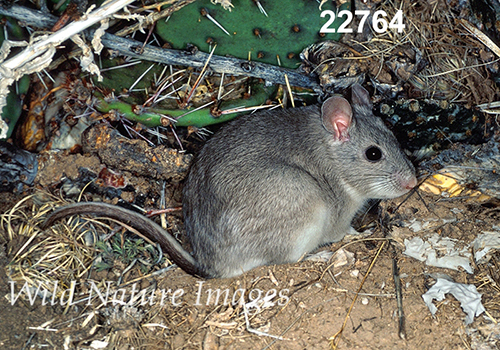 Neotoma-micropus Southern-Plains-Woodrat