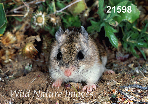 Onychomys-leucogaster Northern-Grasshopper-Mouse