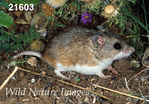 Onychomys-leucogaster Northern-Grasshopper-Mouse