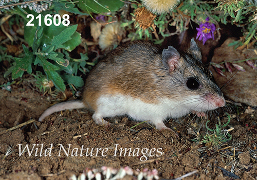 Onychomys-leucogaster Northern-Grasshopper-Mouse