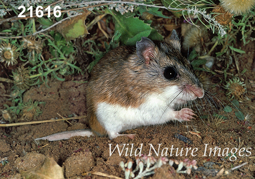 Onychomys-leucogaster Northern-Grasshopper-Mouse