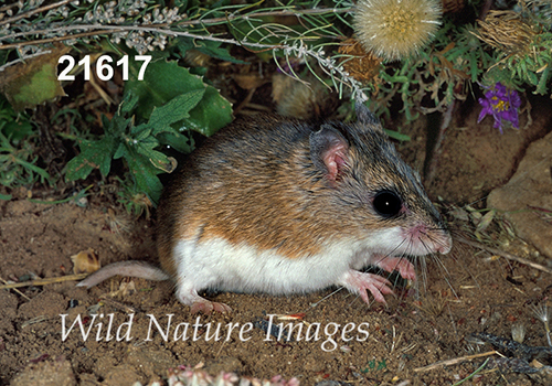 Onychomys-leucogaster Northern-Grasshopper-Mouse