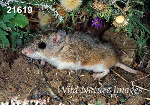 Onychomys-leucogaster Northern-Grasshopper-Mouse