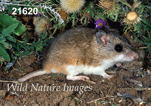 Onychomys-leucogaster Northern-Grasshopper-Mouse