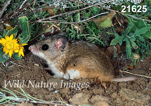 Onychomys-leucogaster Northern-Grasshopper-Mouse