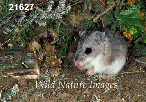 Onychomys-leucogaster Northern-Grasshopper-Mouse