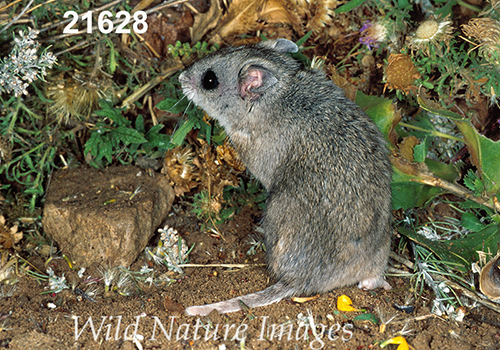 Onychomys-leucogaster Northern-Grasshopper-Mouse